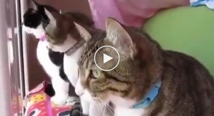 Милая беседа котиков