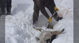 Фермерам пришлось откапывать своих коров из-под толщи снега (4 фото + 1 видео)