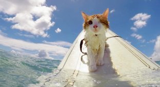 Одноглазый кот, занимающийся серфингом на Гавайях (11 фото + 1 видео)