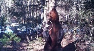 Забавный танец медведя у шеста сняли на видео