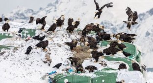 Белоголовые орланы - бич города Уналашка на Аляске (5 фото)