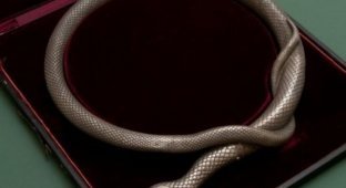 Змея с секретом (5 фото)