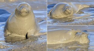 Тюленю так мало для счастья надо - лишь лужица грязи (6 фото)