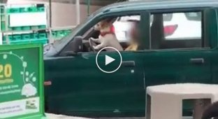 Хозяин учит собаку водить автомобиль