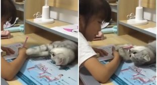 "Хватит учиться": кошка отвлекает маленькую хозяйку от домашней работы (5 фото + 1 видео)