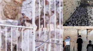 К Стене Плача пришли лисы - предвестники возвращения Иерусалиму былой славы (5 фото + 1 видео)