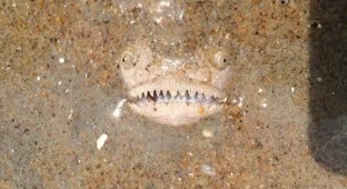Крапчатый звездочет - одна из самых жутких рыб на земле (3 фото)