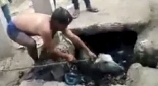 Индиец нырнул в канализацию ради спасения теленка (5 фото + 1 видео)