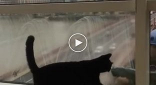 Кошка наслаждается мытьем окон