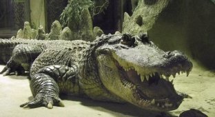 Улыбчивый крокодил