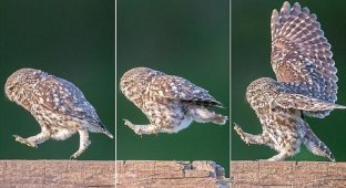 Фотограф сумел подловить сову на необычном развлечении (5 фото)