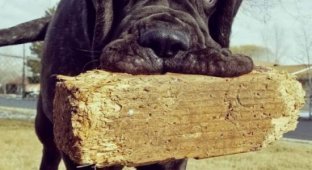 Самый большой и необычный в мире щенок, потомок месопотамского молосса (8 фото)