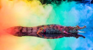 Увлекательные и красочные фотографии крокодиловых кайманов (9 фото)