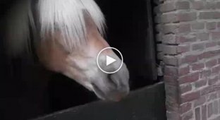 Лошадь издает странные звуки