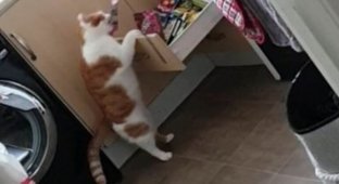 Кот научился открывать ящик с лакомствами и теперь бесцеремонно "угощается" (4 фото + 1 видео)