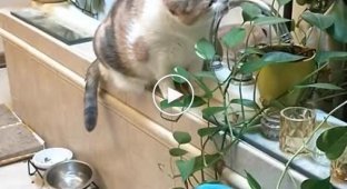 Кошка притворяется, что ест запрещенные растения