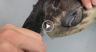 Извлечение из ноздри морской черепахи коктейльной трубочки (жесть)