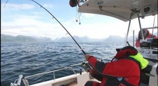 В Норвегии поймали самого большого Атлантического палтуса в мире (3 фото)