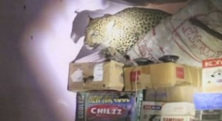 Леопард забежал в жилой дом преследуя собаку (3 фото)