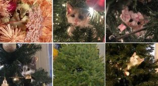 Коты которые подарят вам порцию новогоднего настроения (15 фото)