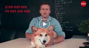Расследование ФБК о перелетах собак жены вице-премьера Игоря Шувалова