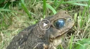 Паразит живущий в глазу жабы (жесть)