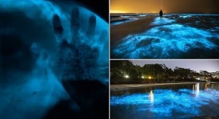 Океан у побережья Австралии засветился изнутри (10 фото)