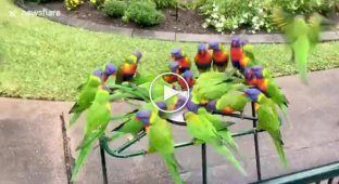 Трапезу сотен диких попугаев запечатлели в австралийском заповеднике