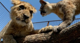 В зоопарке Приморья львенок подружился с котенком пумы (11 фото)