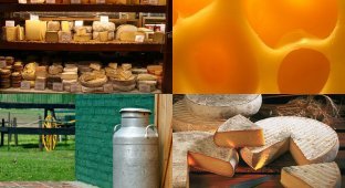 10 фактов о сыре (10 фото)