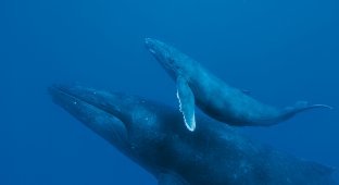Жизнь горбатых китов на Гавайях (14 фото)