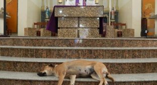 Бразильский священник спасает бездомных собак (13 фото)