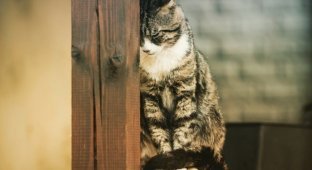 Горожанам запретили держать дома больше двух котов (2 фото)