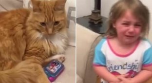 Кошка отняла у ребенка игрушечный телефон и отказывается отдавать (4 фото + 1 видео)