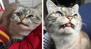 Сердитый кот имеет клыки в стиле Дракулы и спит с одним открытым глазом (7 фото + 1 видео)