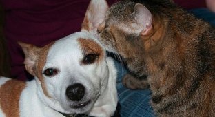 Забавные переговоры котов и собак (16 фото)