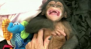 А вы видели, как смеются обезьяны? (4 фото + 1 видео)
