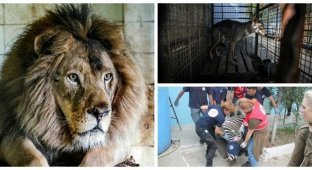 Зоозащитники спасли обитателей "худшего зоопарка мира" (11 фото + 1 видео)