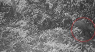 Во Вьетнаме удалось обнаружить редчайшее млекопитающее — азиатского единорога (4 фото)