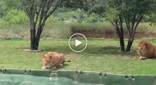 Львица атаковала посетителей мексиканского биопарка, но не рассчитала длину прыжка
