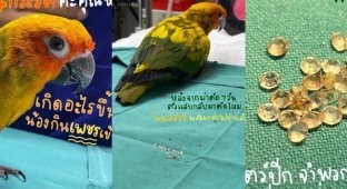 Поклевал на миллион: попугай проглотил бриллианты хозяйки (5 фото)