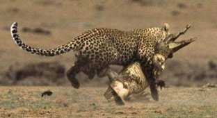  Леопард отобедал крокодилом (8 фото)