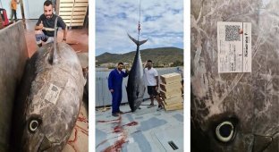 В испанских водах поймали 3-метрового тунца (3 фото + 1 видео)