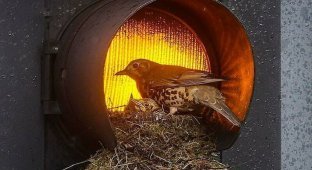 Птица построила уютное гнездо для своих птенцов внутри светофора (9 фото + 1 видео)