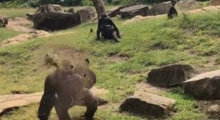 Горилла закидала посетителей немецкого зоопарка грязью (3 фото + 1 видео)