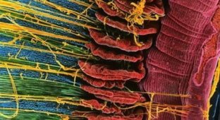 Эти 18 фото человеческих органов под микроскопом удивят вас