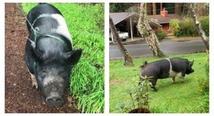 Потерявшаяся свинья забрела во двор к соседу и больше ее никто не видел (3 фото)