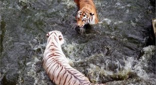 Битва тигров за бассейн (15 фото)