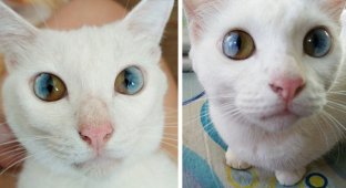 Целая Вселенная в глазах кошки (12 фото)