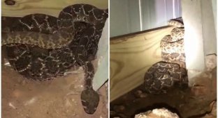 Семья обнаружила под домом страшный сон любого, кто боится змей (5 фото + 1 видео)